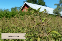 Brännässlor