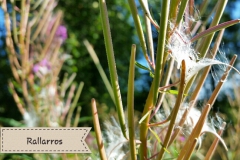 Rallarros